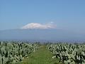 ETNA_E_FICHI_D'INDIA 2